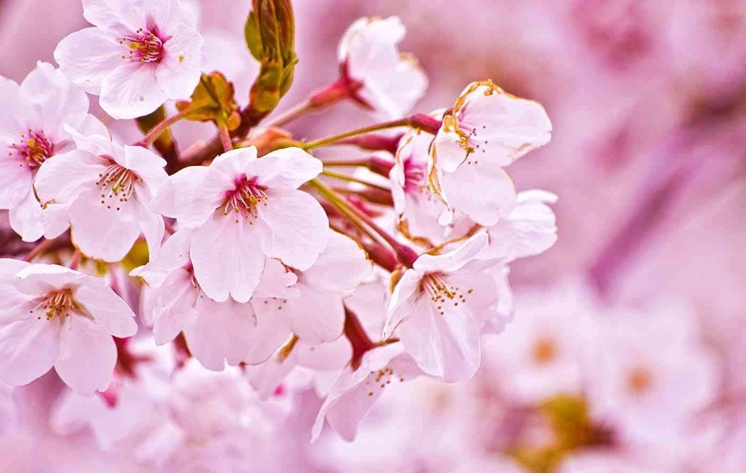 ✻コラム「春の新生活前に考える住み替え｜売り先行と買い先行の違い」✻